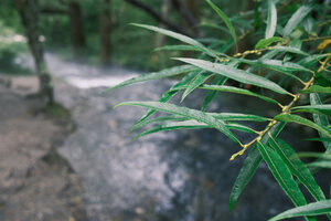 雨の日は木々も輝く