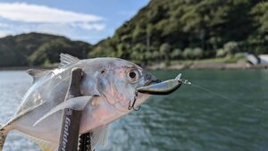 秋の風物詩 伊豆メッキ 