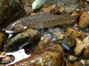 最上部の渓流釣りの対象魚イワナ