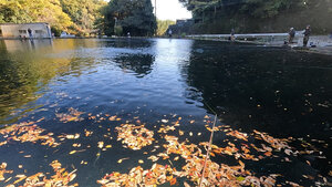 目の前は落葉だらけのすそパ上池